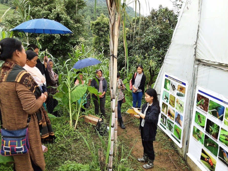 Resource person, ATM Thejavizonuo Kelio demonstrating on IPM using visual charts at Mezoma Basa on June 18.